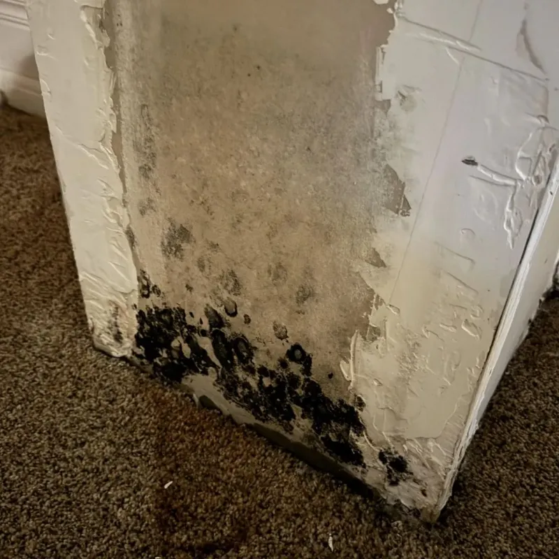 Professional Mold Removal in Clemson, SC